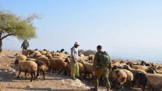 فلسطين.. مستوطنون يجبرون رعاة على إخلاء المراعي بالأغوار الشمالية