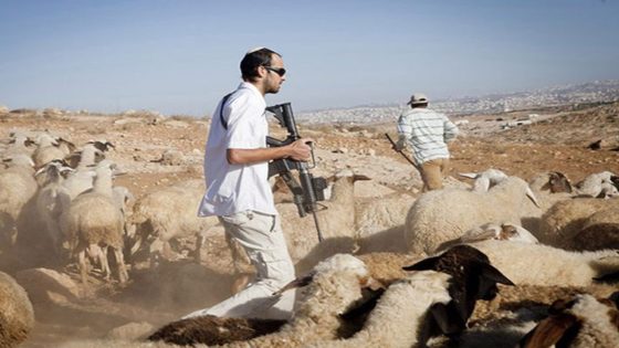 مستوطنون يقتلعون أشجار زيتون بمسافر يطا جنوب الخليل