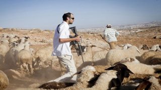 مستوطنون يهاجمون شابا ويرعون مواشيهم في محاصيل المواطنين بالأغوار