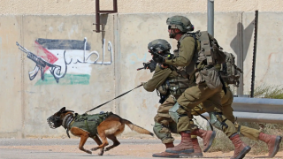 إصابة 4 أطفال بعضات كلب ضال في بديا غرب سلفيت