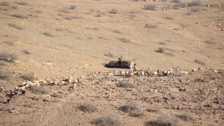 “الاستيطان الرعوي”.. نهب مُنظم لآلاف المواشي وخطة لعزل الضفة في 176 “كانتوناً”