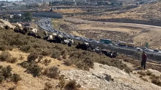 الاحتلال يوسع طريقاً استيطانياً في كيسان شرق بيت لحم لمصلحة مستوطنتين