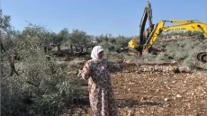 الاحتلال يشرع بتجريف واقتلاع أشجار زيتون في ديراستيا غرب سلفيت