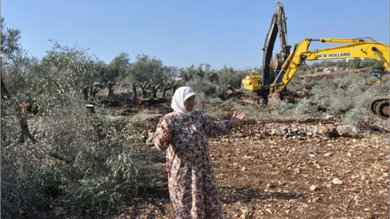 الاحتلال يشرع بتجريف واقتلاع أشجار زيتون في ديراستيا غرب سلفيت