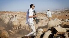 80 رأس غنم مستوطنون يسرقونها في كفر مالك شرق رام الله