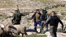 مستعمرون يرعون أغنامهم في أرض زراعية بقرية المغير شرق رام الله ,إصابة شاب بجروح في الوجه وحالات اختناق خلال اقتحام الاحتلال حفل زفاف في حزما